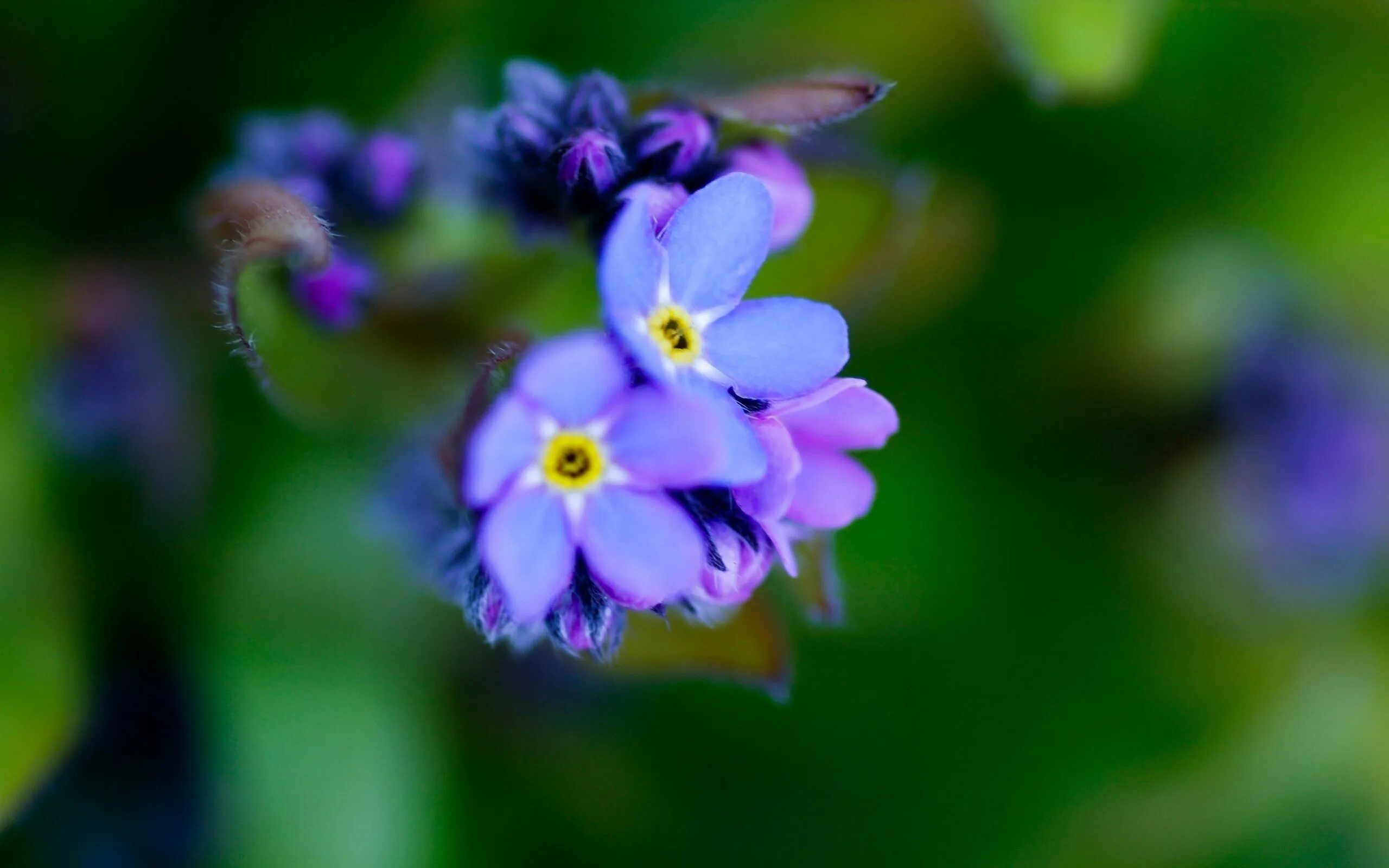 Незабудка сиреневая. Гелиотроп цветок. Незабудка цветок фиолетовый. Незабудка крупноцветковая.