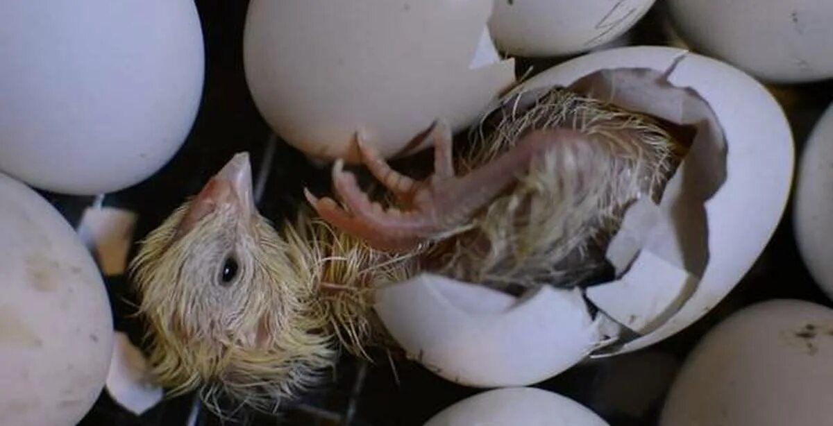 Родила яйцо. Птенец вылупляется. Вылупившиеся цыплята. Цыпленок вылупляется. Цыпленок вылупляется из яйца.