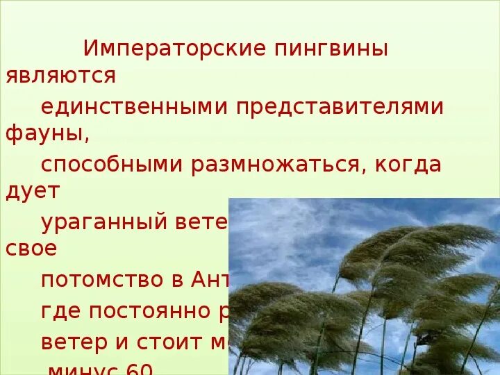 Днем какой ветер. Всемирный день ветра. Когда день ветра. Всемирный день ветра 15 июня. Всемирный день ветра презентация для детей.