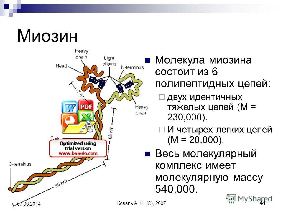 Белок миозин 2. Миозин 2. Структура и функции миозина. Строение белка миозина. Легкие и тяжелые цепи миозина.