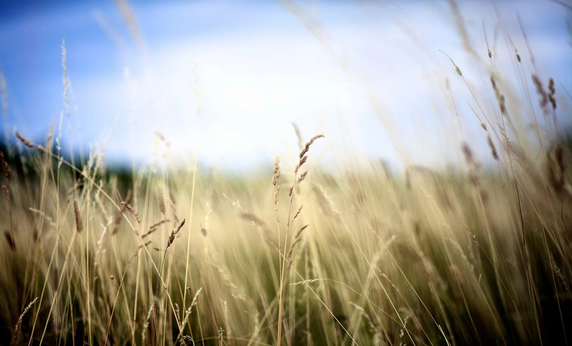 Кукурузное поле штата канзас. Поле post. Поле post. Поле post. Русское поле.