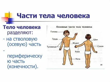 Туловище делят на