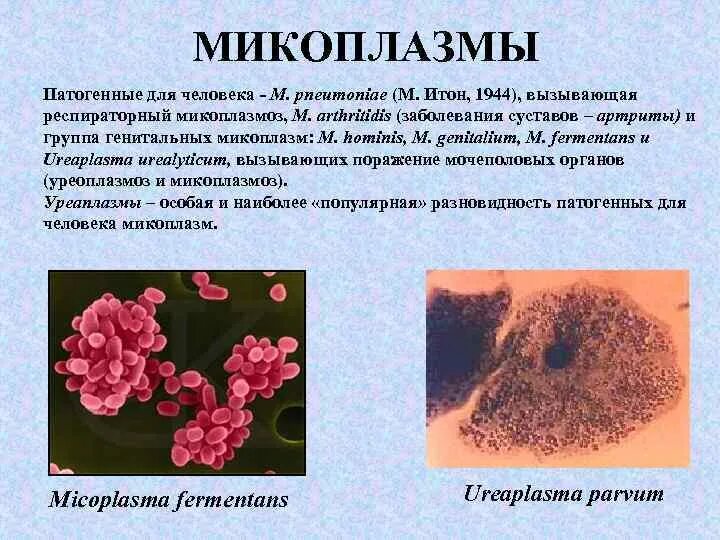Прокариоты микоплазмы. Микоплазма пневмония микробиология. Микоплазмы морфология и тинкториальные свойства. Морфология микоплазм микробиология.