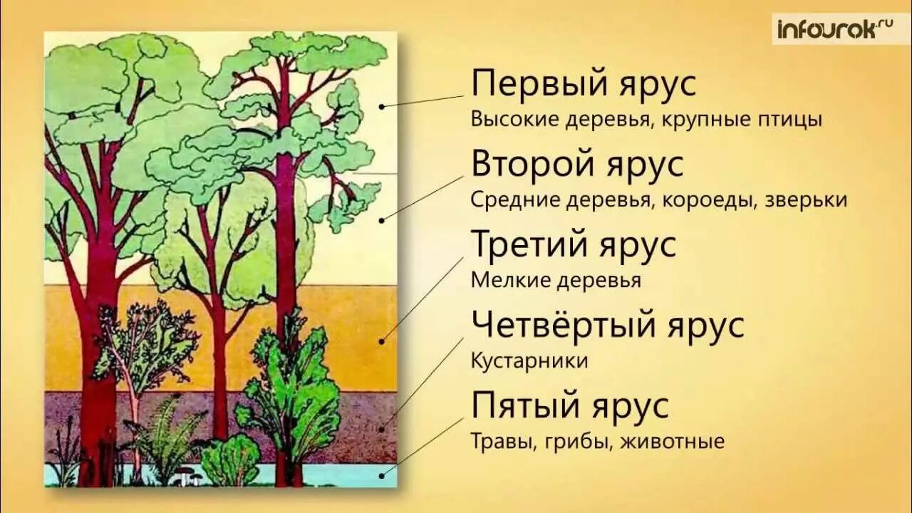 Каком природном сообществе наибольшее число надземных ярусов. Пространственная структура экосистемы ярусность. Ярусы вертикальной структуры биоценоза. Пространственная структура биоценоза ярусность. Яруса растений в биоценозе.