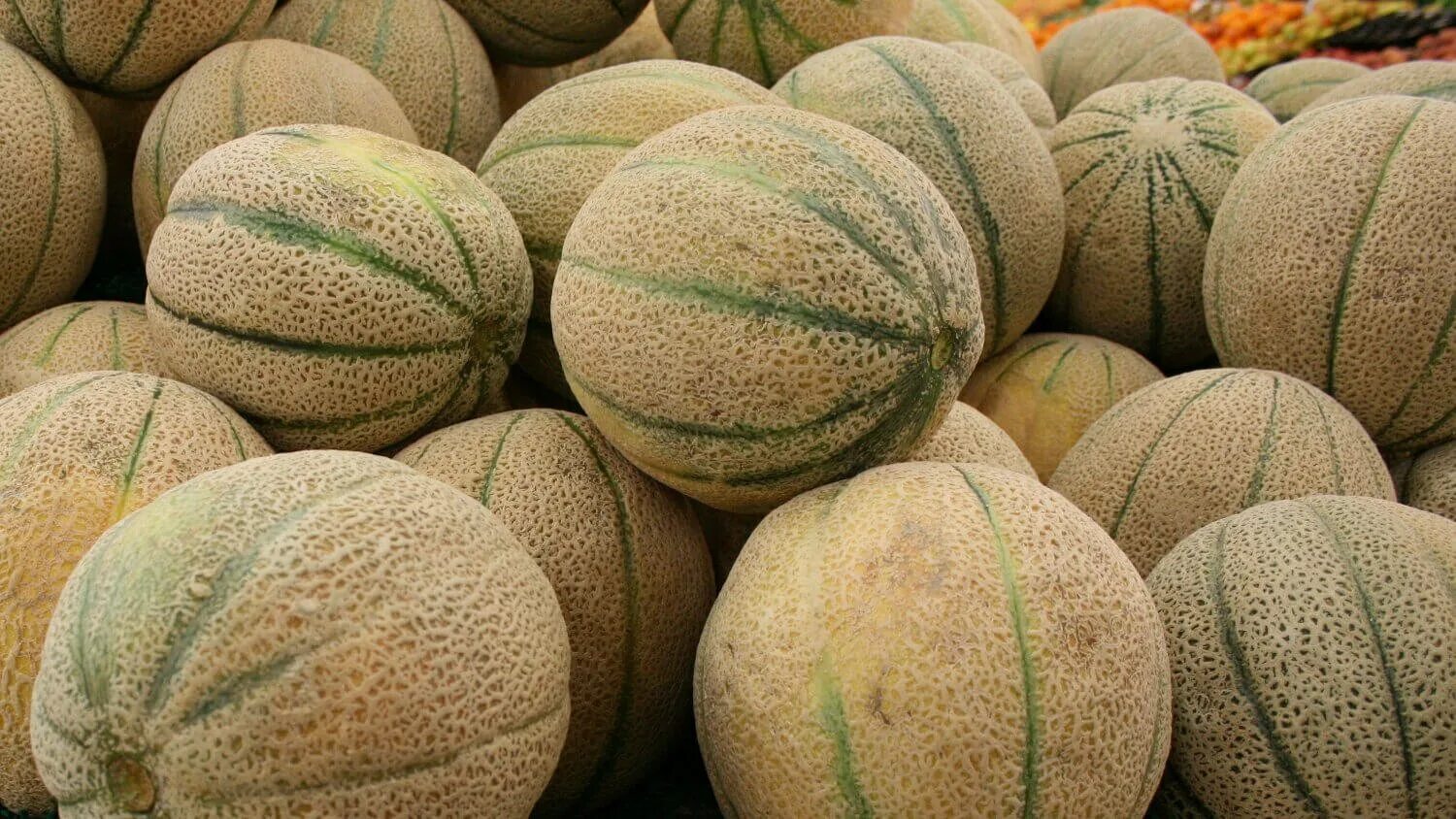 Дыни melon. Дыня канталуп. Мускатная дыня канталупа. Канталупа мускусная дыня. Сорта дыни канталупа.