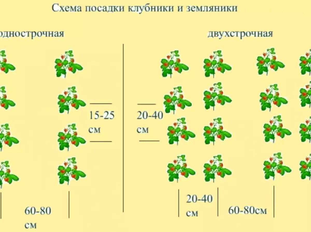 Клубника в 2 ряда. Клубника схема посадки двухстрочная. Трехстрочная посадка клубники схема. Схема посадки земляники садовой. Гнездовая схема посадки клубники.