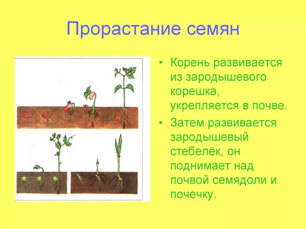Презентация прорастание семян 6 класс пасечник. Прорастание семян. Прорастание семян биология 6. Прорастание семян 6 класс биология. Надземный способ прорастания семян.