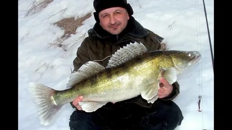 Ловля судака на москве реке