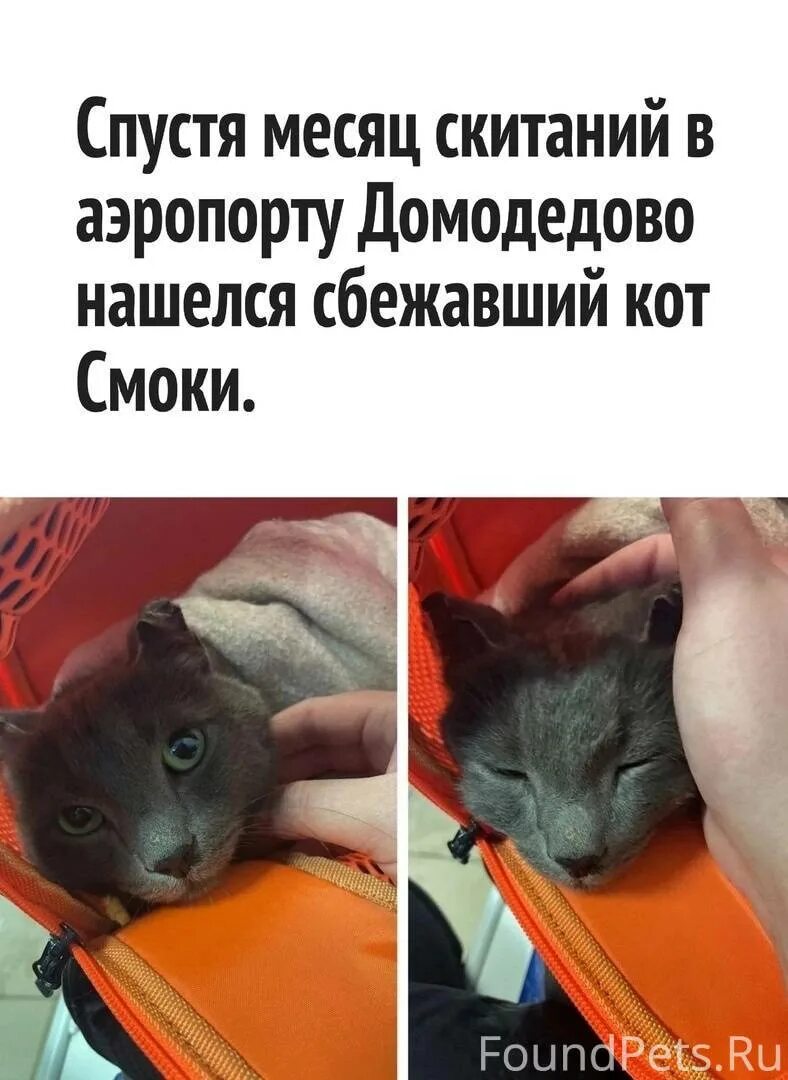 Демотиватор шаблон. Шаблон для мема. Наглая рыжая морда юмор. Табличка ожидайте. Нсконец то домтойнвц сопернип.