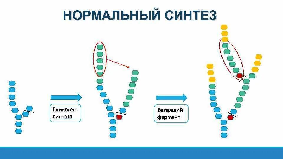 Фермент синтеза гликогена. Ветвящий фермент. Специфичность ветвящего фермента синтеза гликогена. Глиеогендеветвящий фермент. Ветвящий фермент при синтезе гликогена.