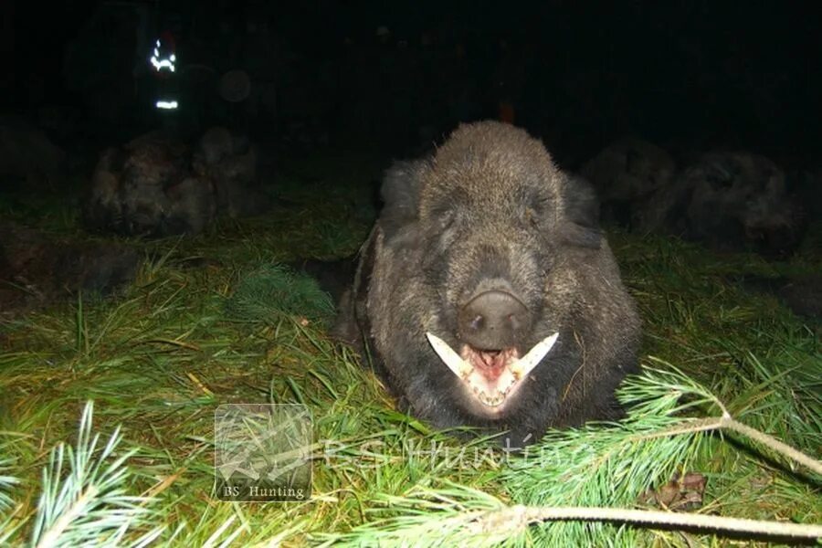 дикий кабан шотландия. дикая свинья. кабан вепрь секач 600 кг. жесткие кабаны. дикий кабан секач.
