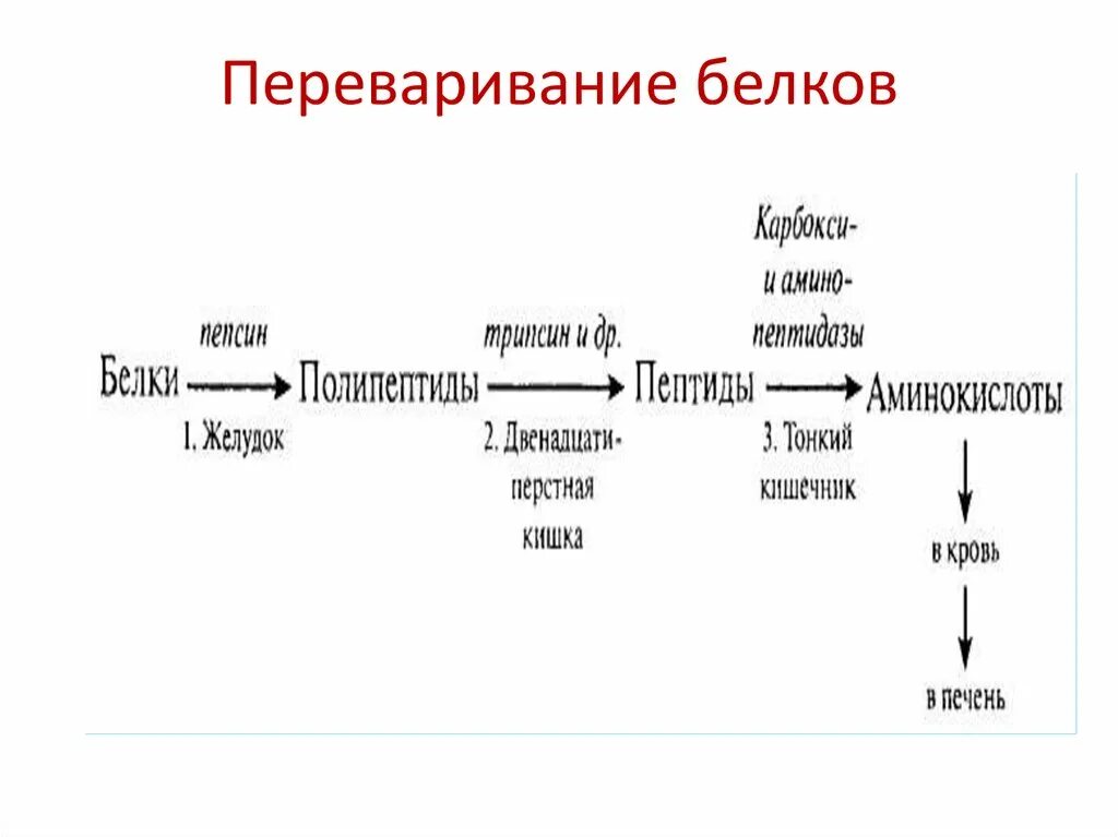 Переваривание растительных белков. Переваривание белков. Схема переваривания белков в ЖКТ. Нарушение переваривания белков. Переваривание аминокислот.