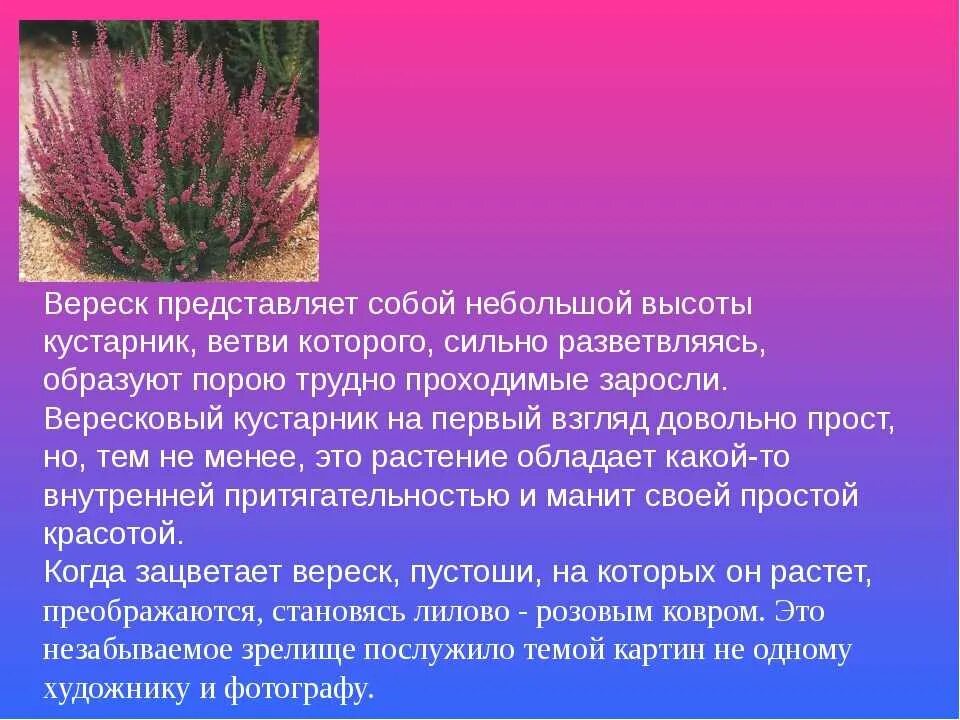 Джеймсбритения описание. Вереск обыкновенный описание растения. Вереск обыкновенный Марлис. Вереск обыкновенный описание. Вереск Лесной описание.