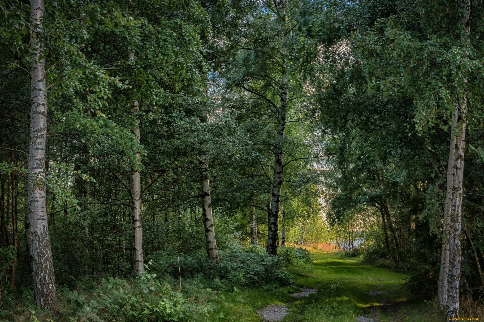 лесная опушка солнечногорский район. лесная опушка тропинка. опушка леса татарстан. лес сосновый бор средняя полоса. летом в лесах средней.