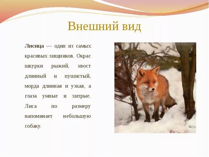 Лиса доклад 3 класс окружающий мир. Описание про лису 2 класс. внешнее описание лисы. лиса краткое описание. рассказ про лису.