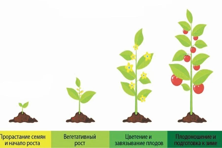 В процессе роста растений происходит выберите. Фазы роста растений. Стадии роста растений. Микроэлементы для растений. Влияние микроэлементов на растения.