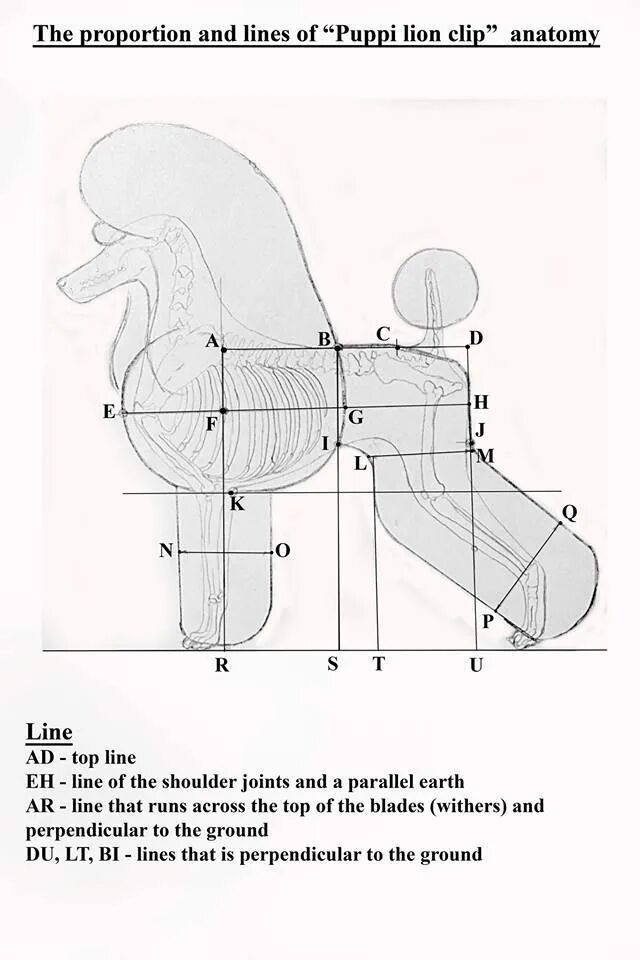 Схема пуделя. Схема стрижки пуделя Скандинавский Лев. Скандинавский Лев схема стрижки. Схема стрижки пуделя машинкой. Стрижка пуделя Лев схема.