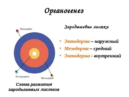 Что такое органогенез