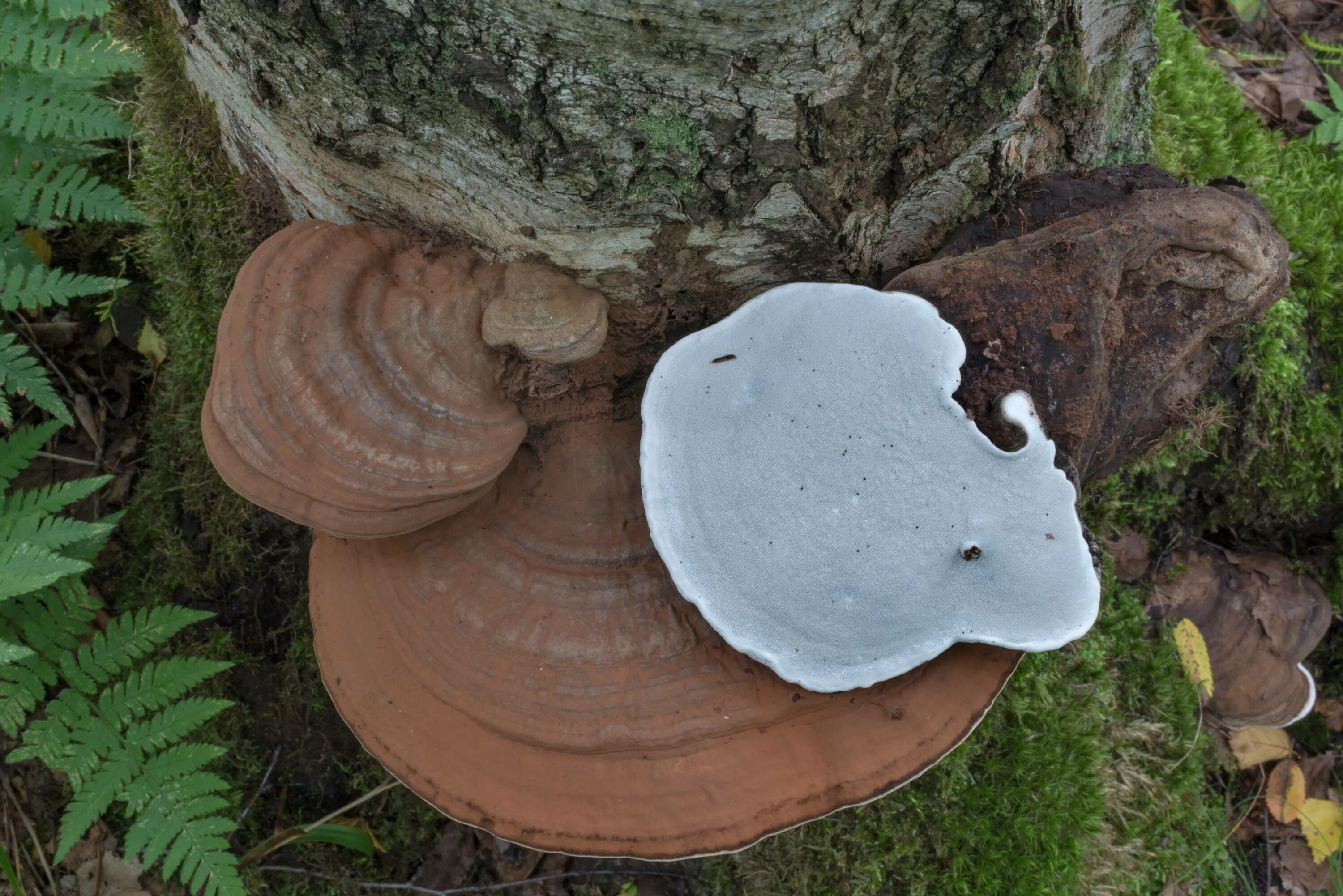 Трутовик споры. Трутовик плоский Ganoderma applanatum. Плоский трутовик (Ганодерма).. Валежный трутовик. Трутовик белый.