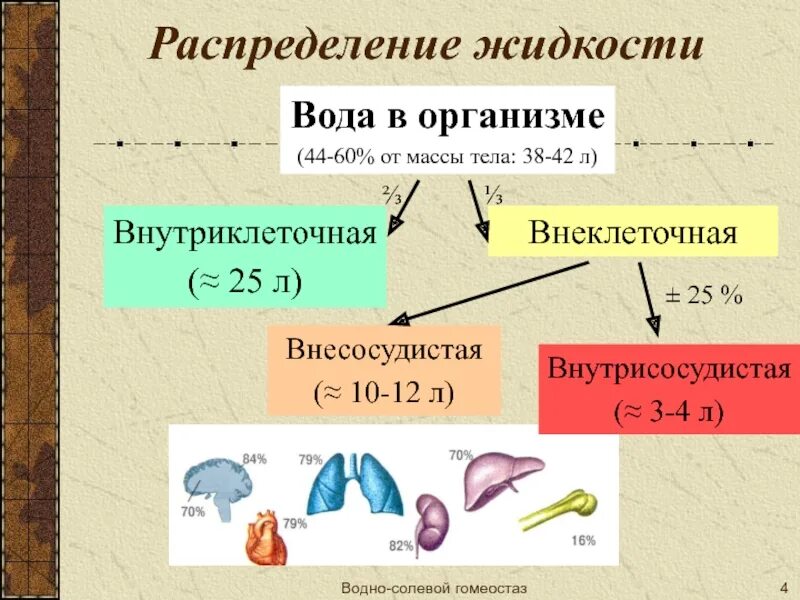 Перераспределение воды в организме. Распределение жидкости в организме. Внутриклеточная и внеклеточная жидкость. Распределение воды в организме внеклеточная. Внутриклеточные жидкости организма.