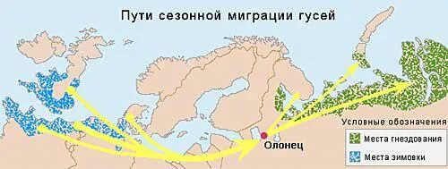 Куда летят гуси весной в россии. Карта миграции гусей в России. Карта миграции гусей в России весной. Маршруты миграции гусей весной. Серый Гусь пути миграции.