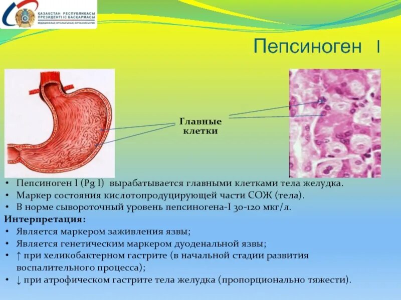 Маркеры желудка. Пепсиноген. Клетки желудка. Пепсиноген вырабатывают клетки. Клетки выделяющие пепсиноген.