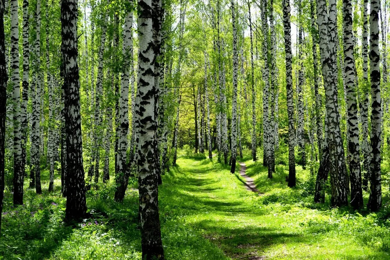 Березовая роща Поляна. Майский лес. Красивый лес. Лес в мае.