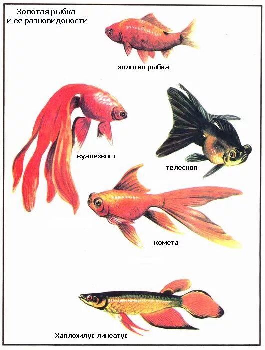 акварельные рыбки название. названия аквариумных рыбок с фотографиями. аквариумные рыбки картинки с названиями. коридорас глофиш. атлас определитель аквариумных рыб.