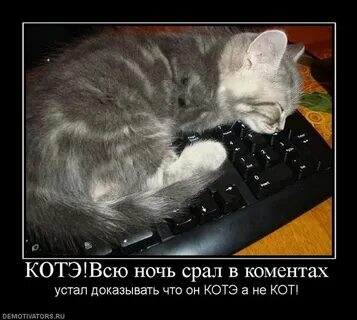 Увеличить кота