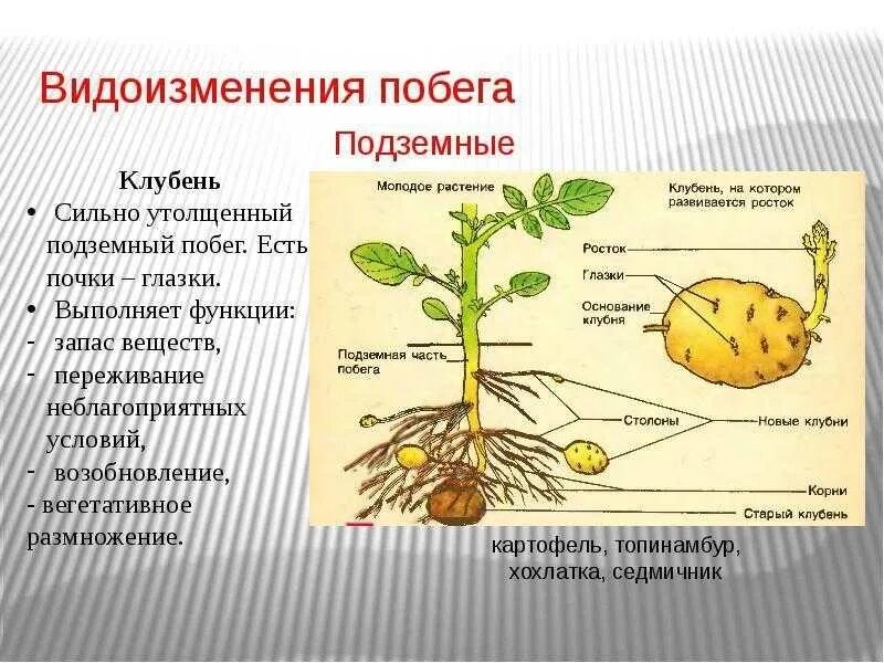 Надземные части корня. Видоизменения подземных побегов 6 класс биология. Видоизмененные побеги надземные и подземные. Хохлатка видоизменение побега. Видоизменения подземных побегов картофеля корневища луковицы.