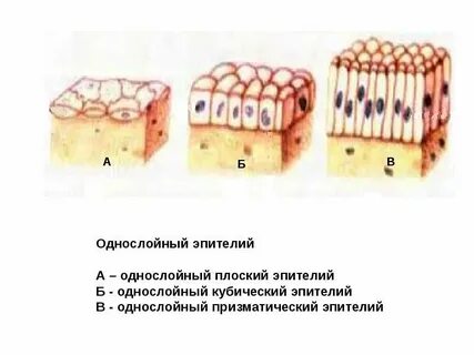 Функции кубического эпителия