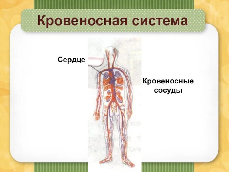 Как устроена кровеносная система 3 класс. Кровеносная система человека. кровеносная система человека 3 класс. кровеносная система человека 3 класс окружающий мир. кровеносная система 3 класс окружающий мир.