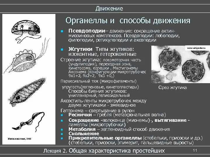 Органеллы передвижения. Органеллы движения простейших. Типы движения.. Способы передвижения простейших. Органеллы движения псевдоподии. Органелла передвижения.