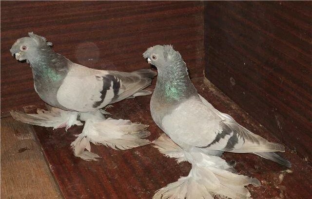Голуби оренбурге на авито. Бойные двухчубые голуби. Узбекские двухчубые бойные голуби. Голуби двухчубые лохмоногие. Голуби андижанцы бойные.