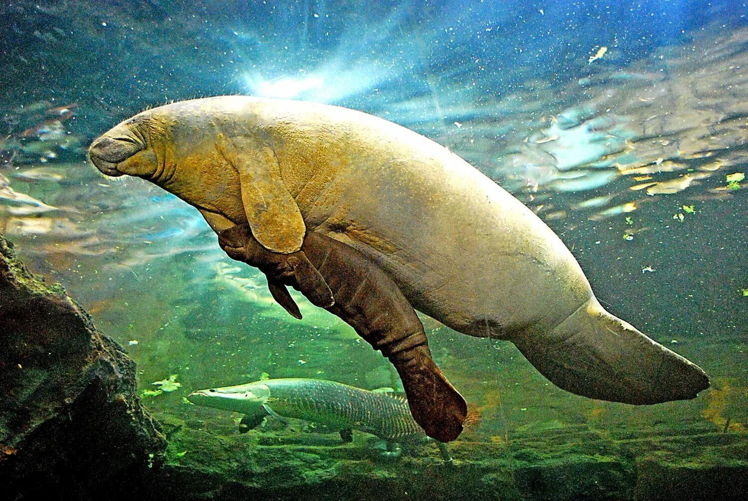 Сирены млекопитающие. Флоридский ламантин. Амазонский ламантин. Ламантины морские млекопитающие. Ламантины морские млекопитающие.