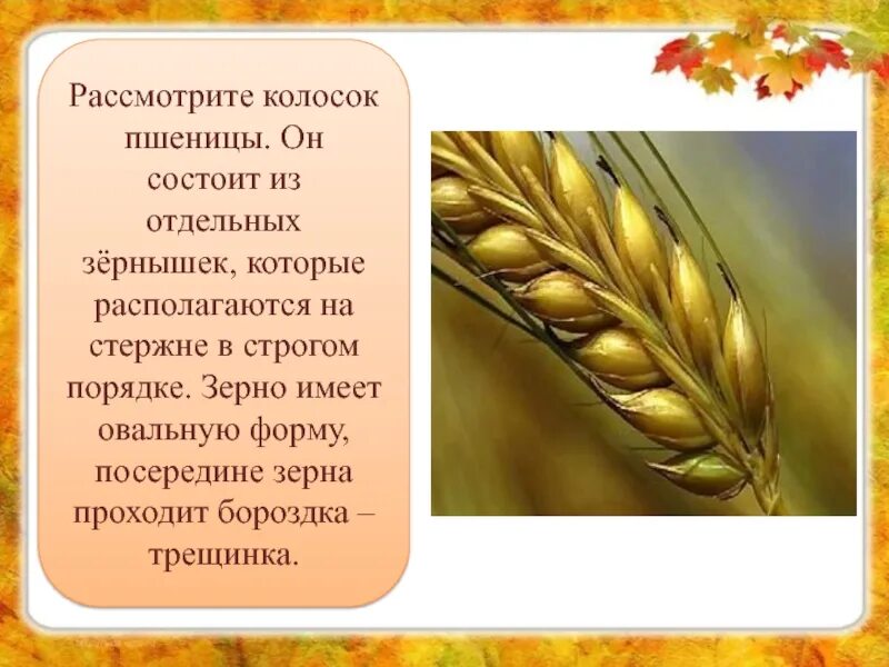 Колос стихотворение. Физминутка про хлеб. Физкультминутка про хлеб. Загадка про колос. Колос стихотворение.