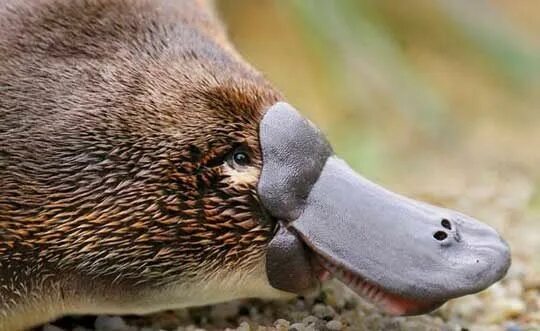 Утконос в австралии. Duck billed platypus. Австралийский утконос. Утконос в австралии. Животный мир австралии утконос.