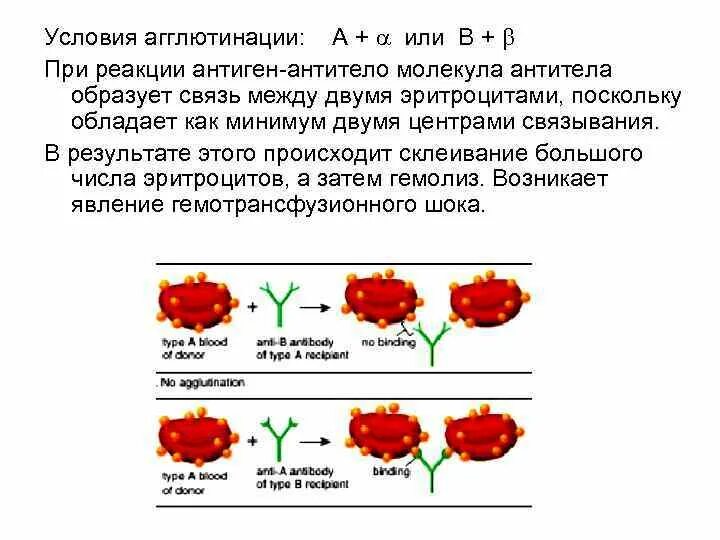 Реакция агглютинации происходит. Схема реакции агглютинации группы крови. механизм реакции агглютинации кровь. антигены и антитела групп крови при переливании. агглютинация эритроцитов схема.