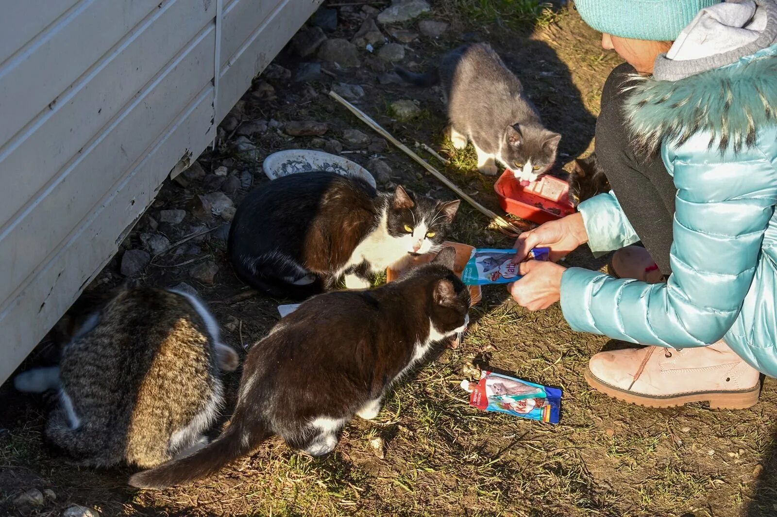 Женщина кормит кошек. Кормление животных. Дети и бездомные животные. Кормление бездомных котов. Кормление кошек на улице.