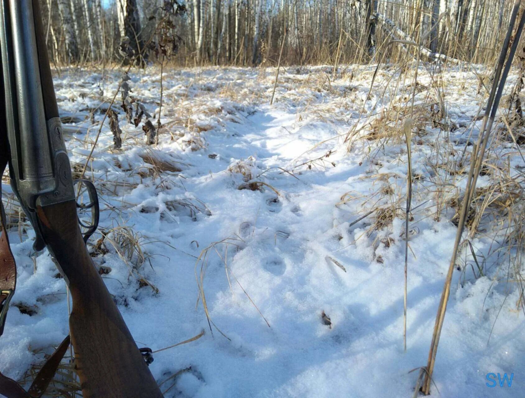 Курцхаар шоколадный. Охота без собаки. Оружие и патроны для охоты с легавой и спаниелями. Русский охотничий спаниель ружьем. Охота без собаки.