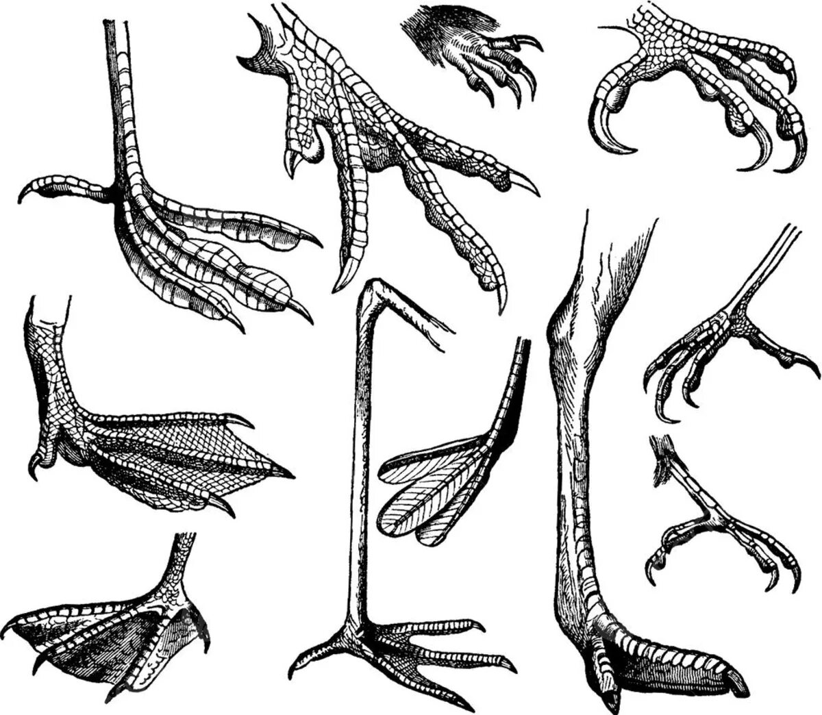 Задние конечности ящерицы. Лапы птиц. Формы лап птиц. Птичья нога. Конечности водоплавающих птиц.
