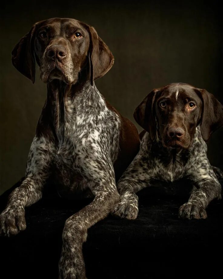 Как выглядит легавая собака Pin by Rachael Hunt (Maxwell) on Wonderful Weim's Hunting dogs breeds, Weimarane
