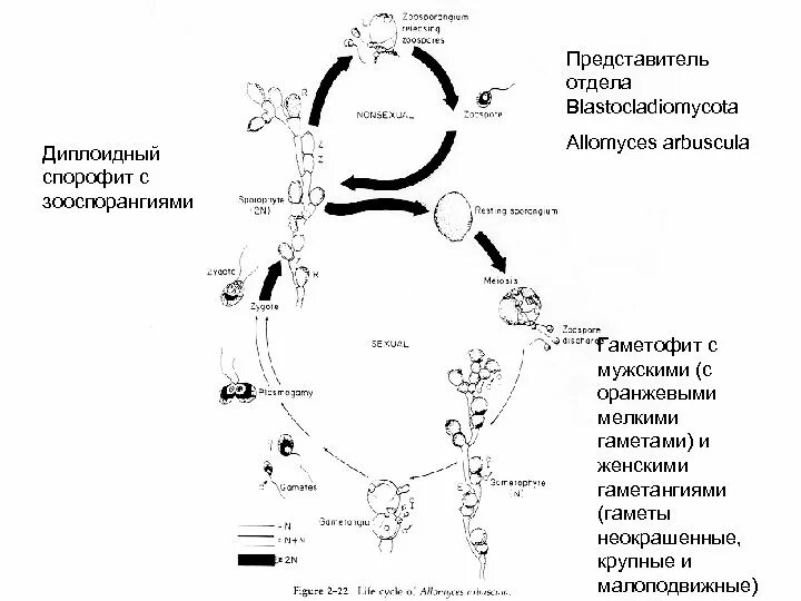 Диплоидная стадия спорофита. Отдел Blastocladiomycota. Жизненный цикл allomyces. Диплоидный спорофит. Диплоидный цикл грибы.