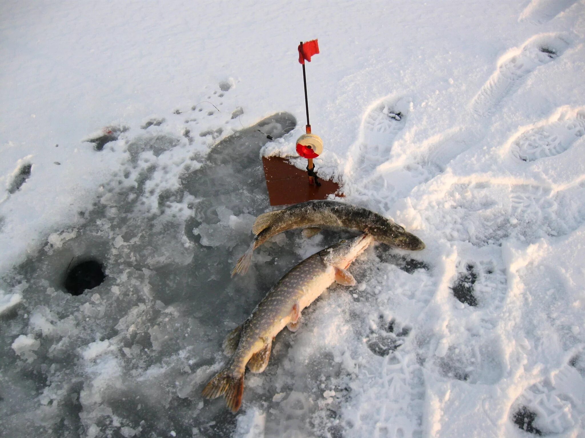 Ловля щуки зимою видео. Рыбалка зима. Зимняя рыбалка на щуку. Жерлицы для зимней рыбалки на щуку. Щука на льду.