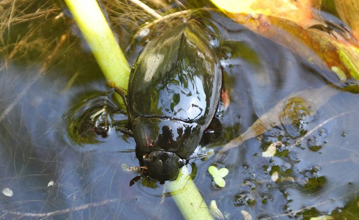 Жук водолюб. Жук большой черный водолюб. Жук водолюб большой. Личинка жука плавунца.