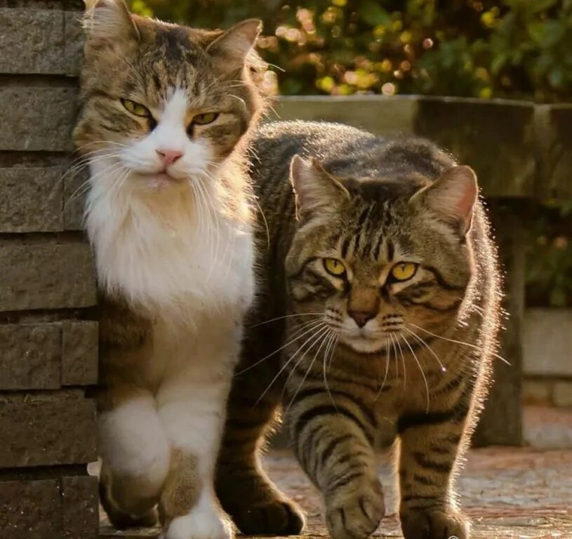 Кошка три дня
