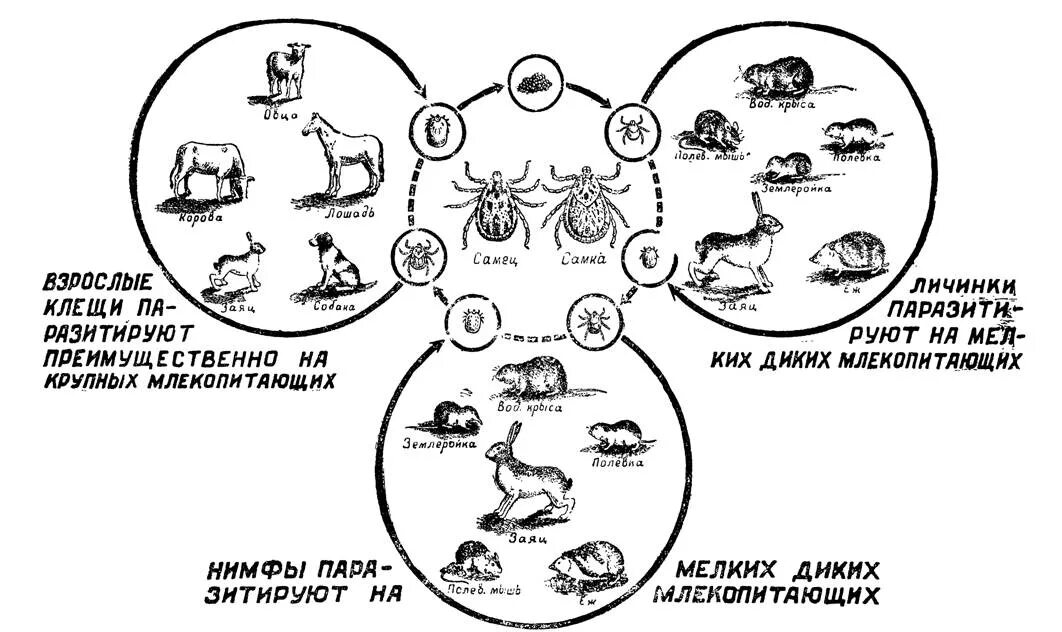 Жизненный цикл таежного клеща. Жизненный цикл иксодовых клещей схема. Иксодовые клещи цикл развития. Цикл развития иксодовых клещей схема. Иксодовые клещи цикл развития животных.