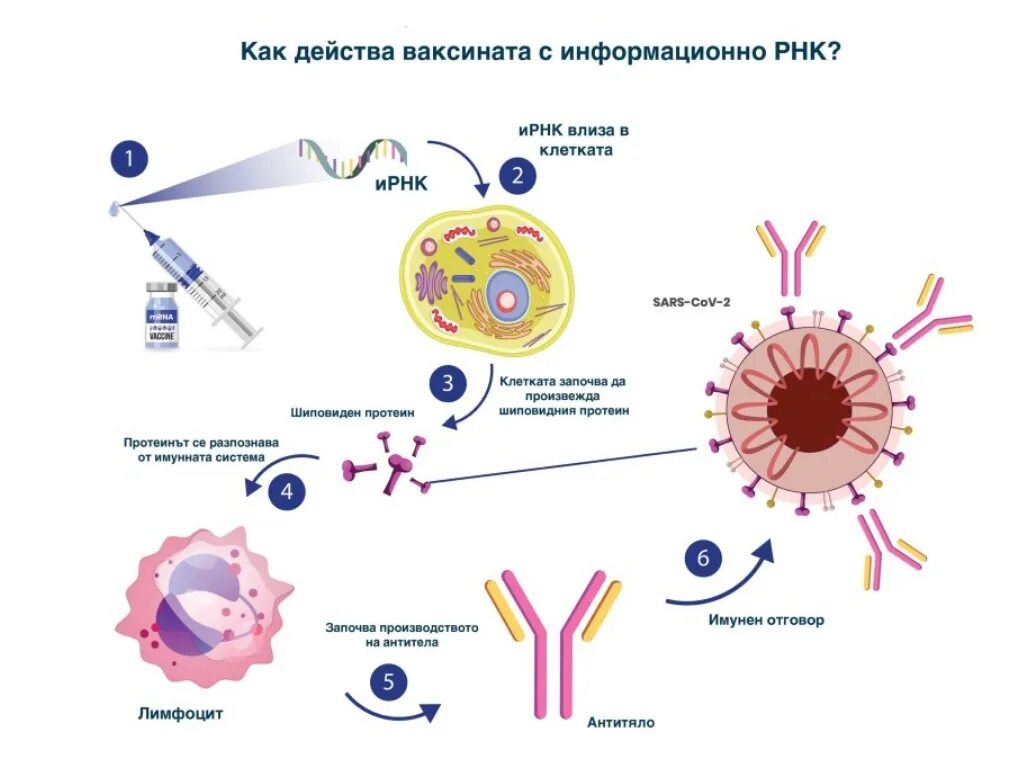 Вакцина коронавирус MRNA. Covid 19 vaccine MRNA. Механизм МРНК вакцины. Иммунологические механизмы действия вакцин. Типы вакцин коронавируса