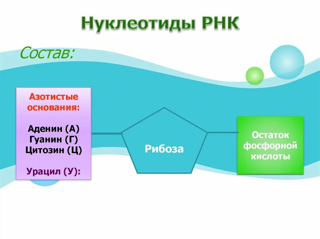 Состав нуклеотида молекулы рнк. Схема строения нуклеотида РНК. Нуклеотид РНК схема. Состав нуклеотида РНК. Строение нуклеотида молекулы РНК.