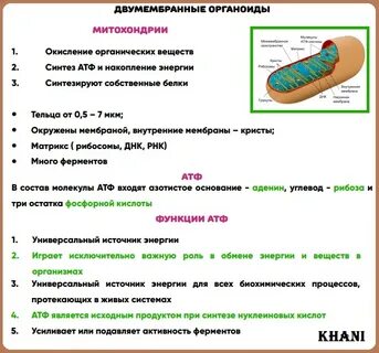 Какой органоид встречается цитоплазме всех живых организмов